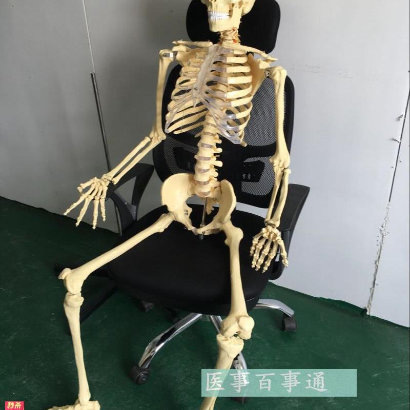 医学专用170cm人体骨骼模型骷髅骨架标本骨骼教学模型脊椎模型