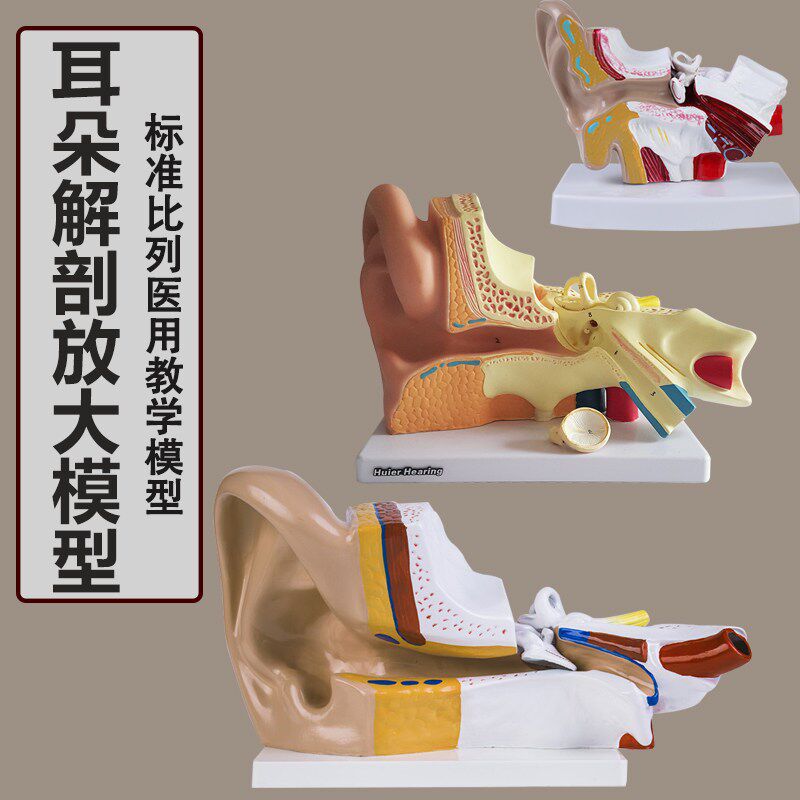 耳解剖模型人体耳朵模型3倍放z大中耳模型人体器官解剖助听器展示