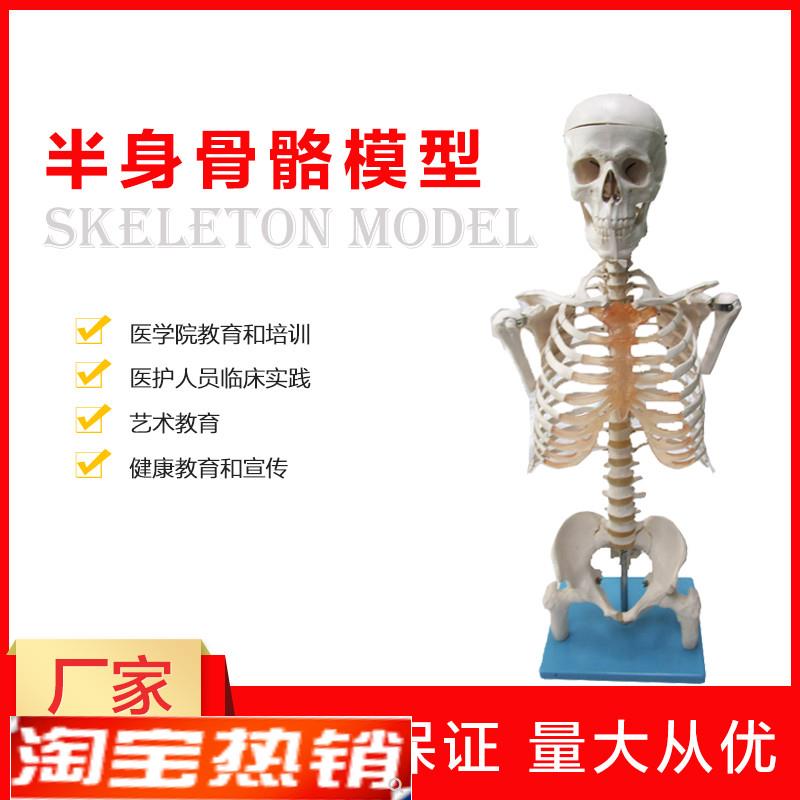 半身人体骨骼模型骨架模型解剖学艺E术教学演示医学科研骨骼模型