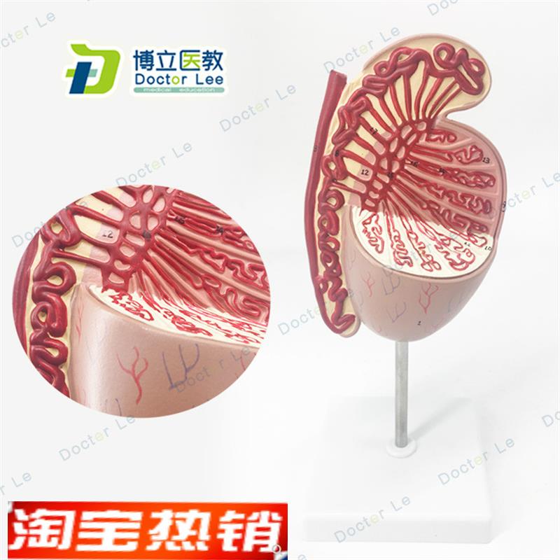 男性生殖器睾丸模型睾丸x结构生殖泌尿科模型男科模型