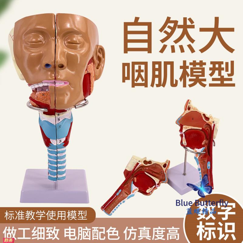 医学鼻咽喉气管咽肌解剖模型环咽肌吞咽障碍康复鼻窦教学演示