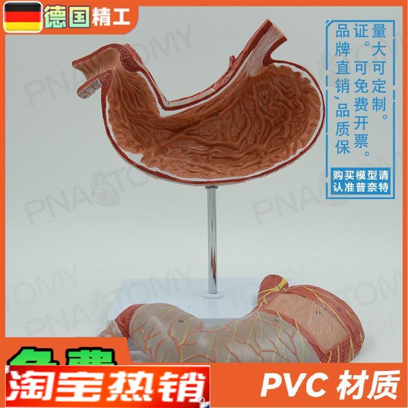 德国】人体内脏肠胃解剖模型消化系统H胃肠道胃黏膜食管教学消化