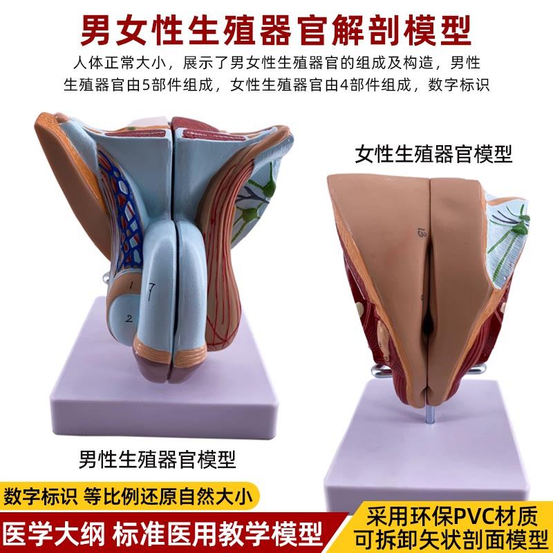 仿真人体生殖器官结构解剖模型可拆装五部件泌尿系统尿道会阴教具