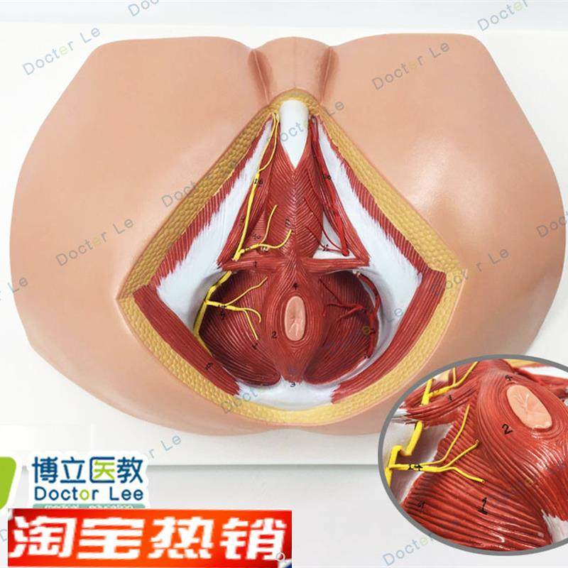 男性会阴模型血管n神经骨盆底肌解剖模型生殖泌尿肛肠普外科