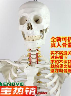 ENOVO颐诺170cm人体骨骼z模型骨架标本模型美术医学艺用可拆卸骨