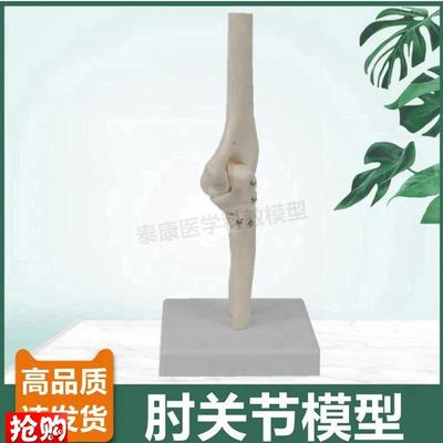 1比1肘关c节模型尺骨鹰嘴桡骨中学生物课展示人体关节韧带康复美