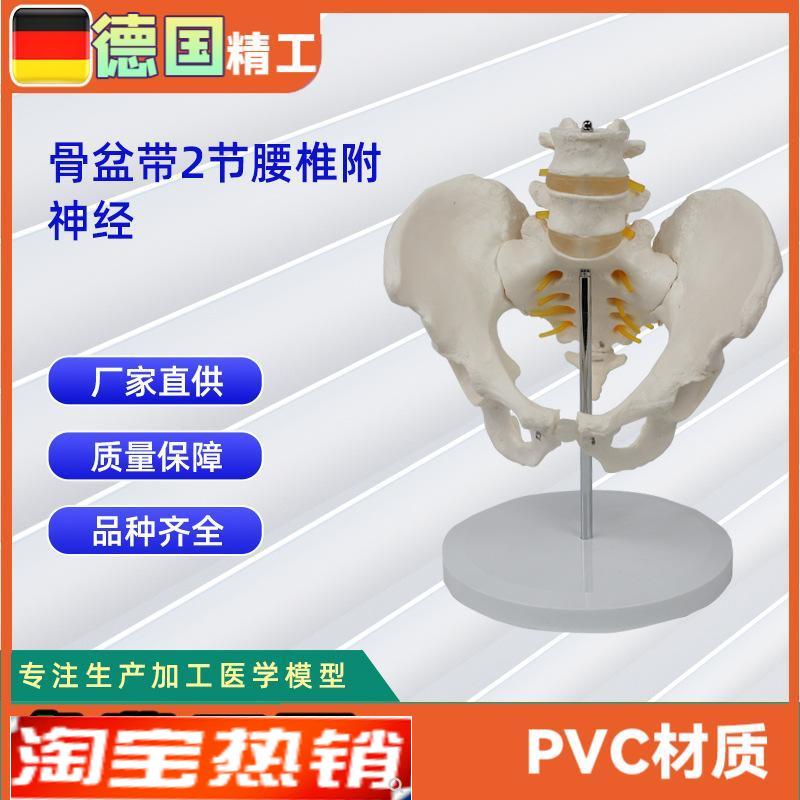 2节腰椎带e骨盆附神经仿真人体腰椎医学展示模型