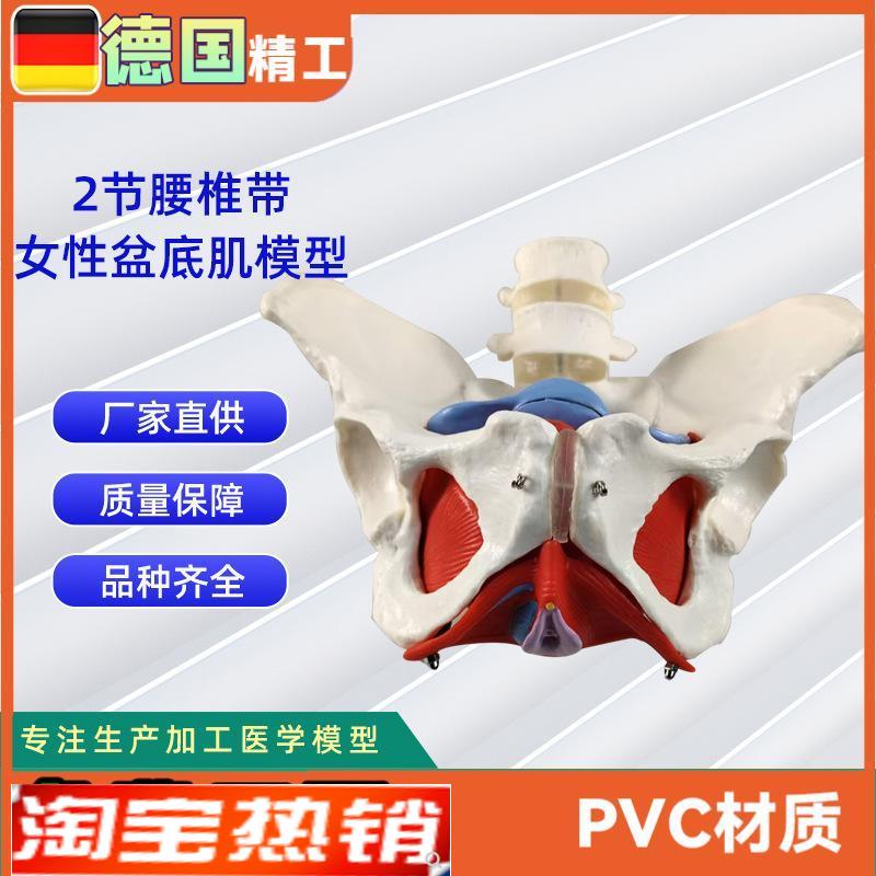 2节腰椎带女性盆n底肌模型实力工厂直营源头教学学习