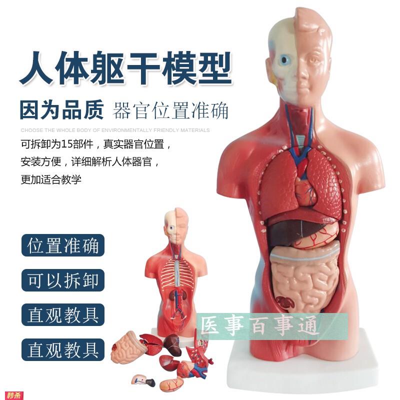 人体模型28CM躯干人体内脏解剖模型医用教具骨骼儿童益智玩具