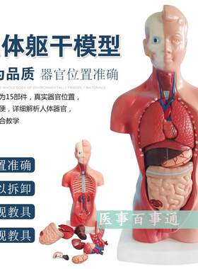 人体模型28CM躯干人体内脏解剖模型医用教具骨骼儿童益智玩具