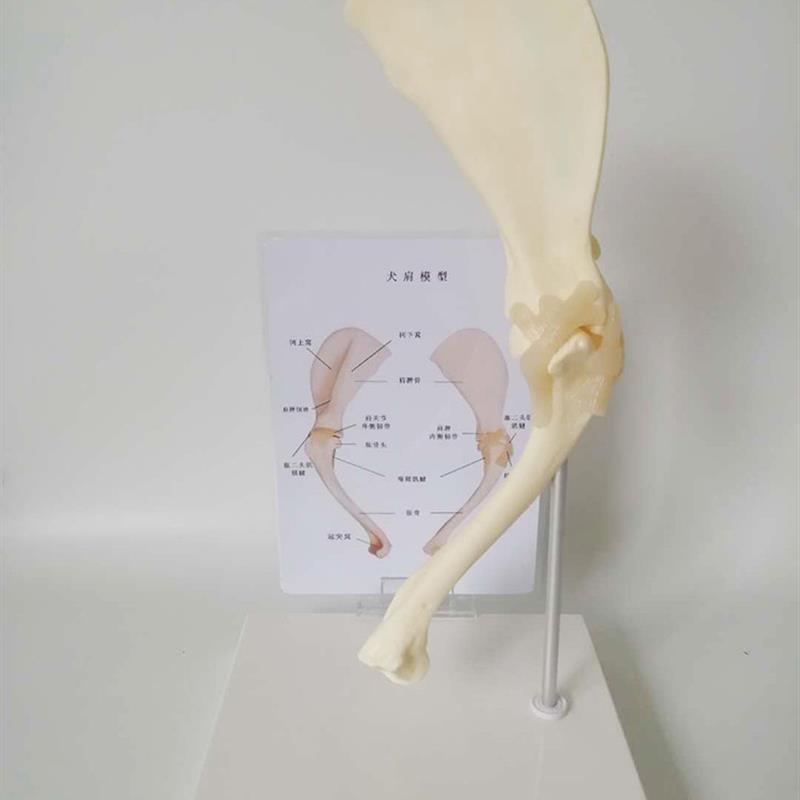 狗肩关节模型狗骨架犬骨架犬科教学宠物畜牧兽医教学教仪包邮