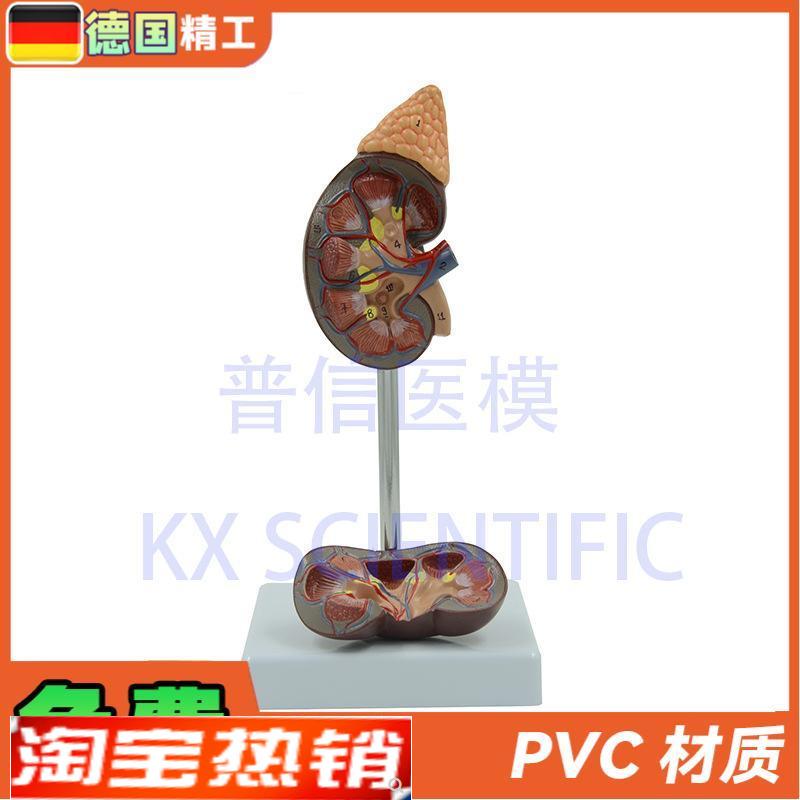 德国】人体c肾模型肾解剖1比1肾脏泌尿科医药礼品可拆教学科普教