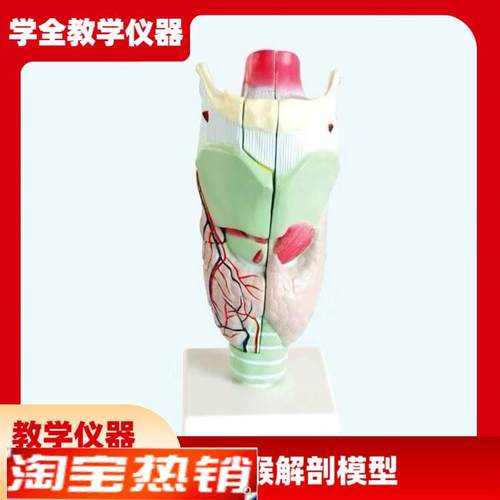 喉咙解剖咽喉模型放大标本喉部血管甲状腺喉结头医.院教学模型