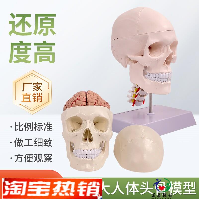 一比一医学仿真骷l髅人体头骨模型头颅骨解剖标本1比1真人大小