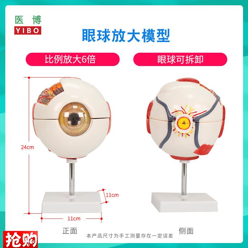 医博人体眼球模型眼睛眼球结构解刨模t型放大6倍医用人体眼球模型