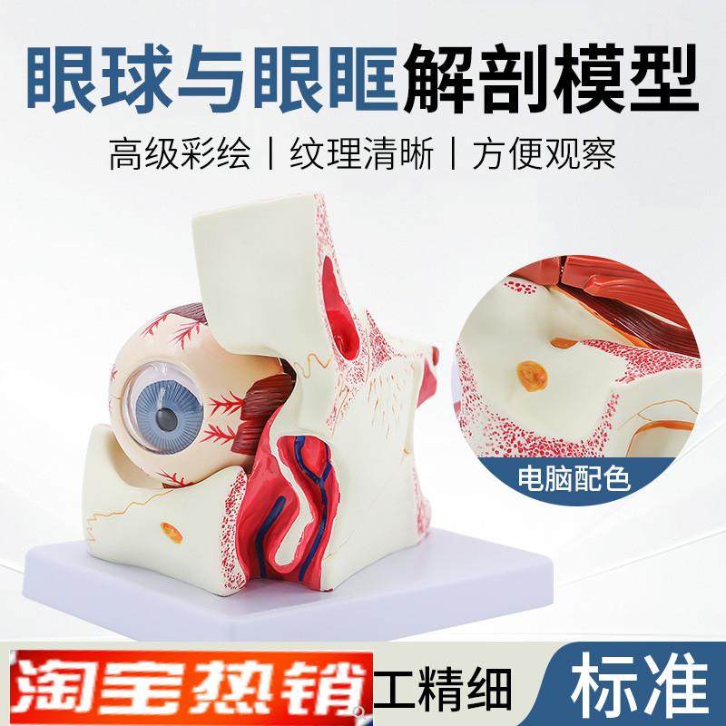 眼球模型眼球与眼j眶放大模型解剖眼睛眼外肌模型结构造示教学医,玩具/童车/益智/积木/模型,其他模型玩具,淘宝优惠券,粉丝福利购,淘宝优惠卷