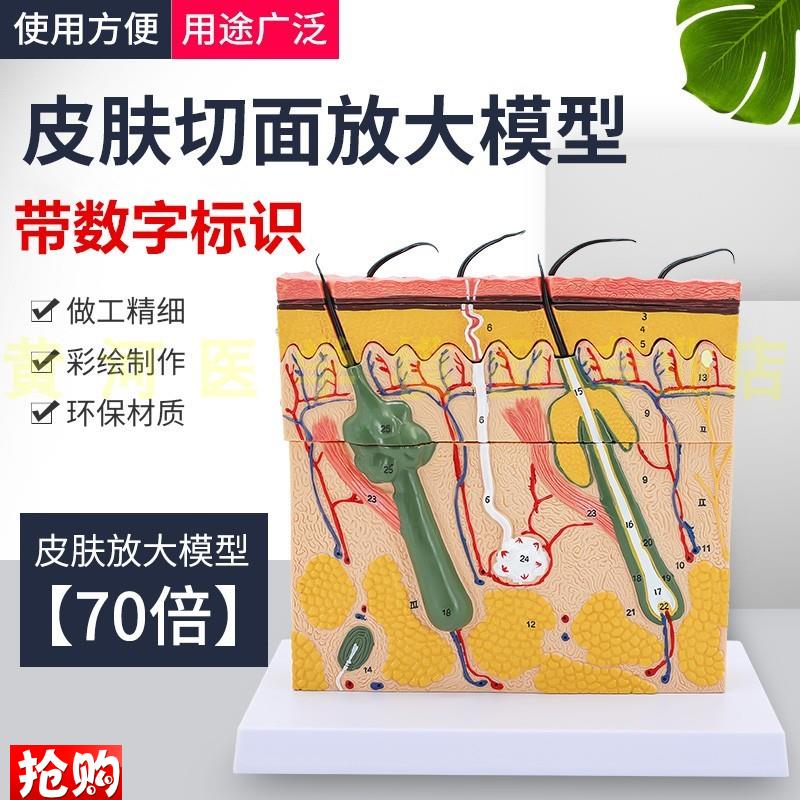 立体皮肤组织结构放大模型层次人体构G造分层解剖模具美容整形毛