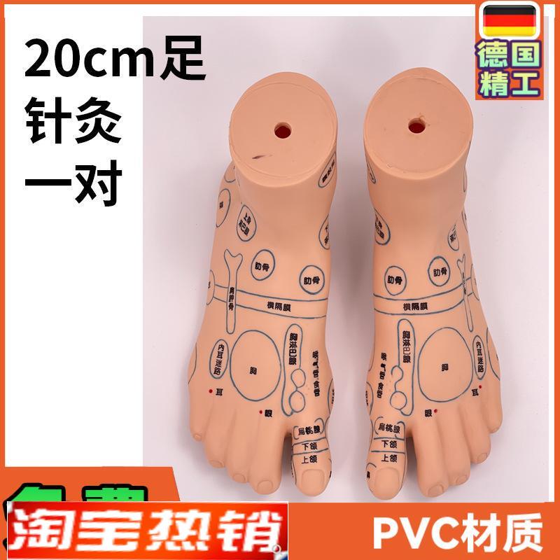 超清晰19CM足l部反射区模型人体穴位教学脚模针灸推拿按摩穴位