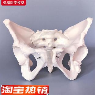 女性骨盆模型人体成人q骨科盆骨骼妇产科助产教学耻骨骶骨立体模