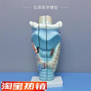 喉解剖模型人体咽喉咙喉部甲状腺声带结构放大模具U耳鼻喉医学教