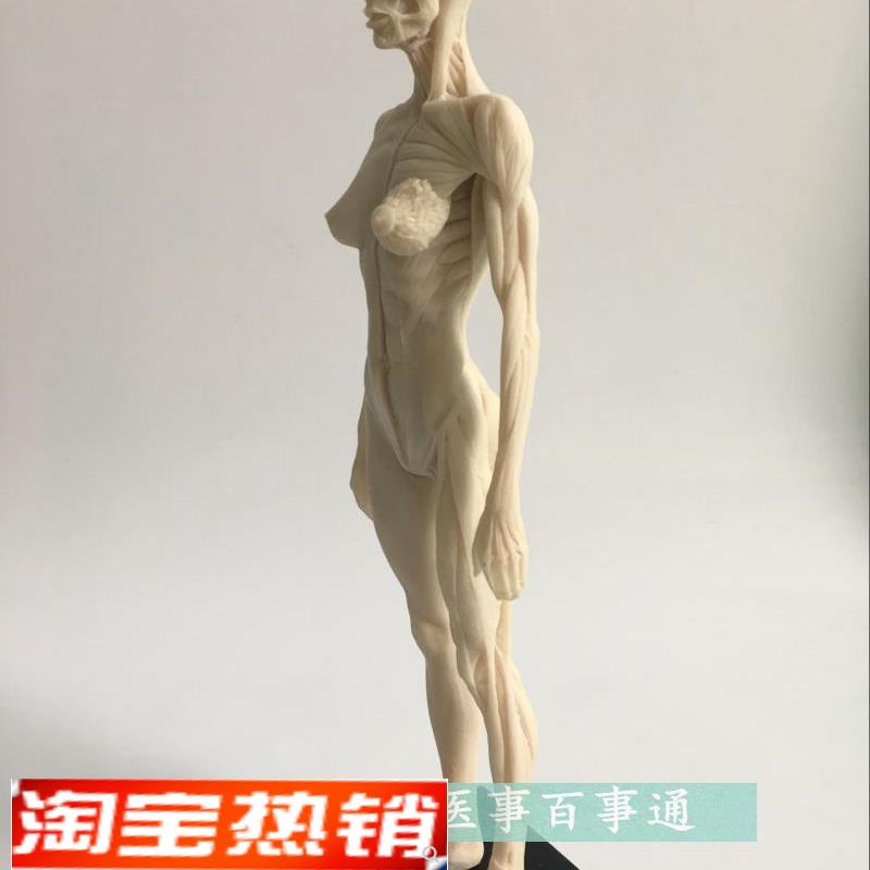 30cm医d用雕塑绘画CG参考头骨结构艺用人体肌肉骨骼解剖模型白胚