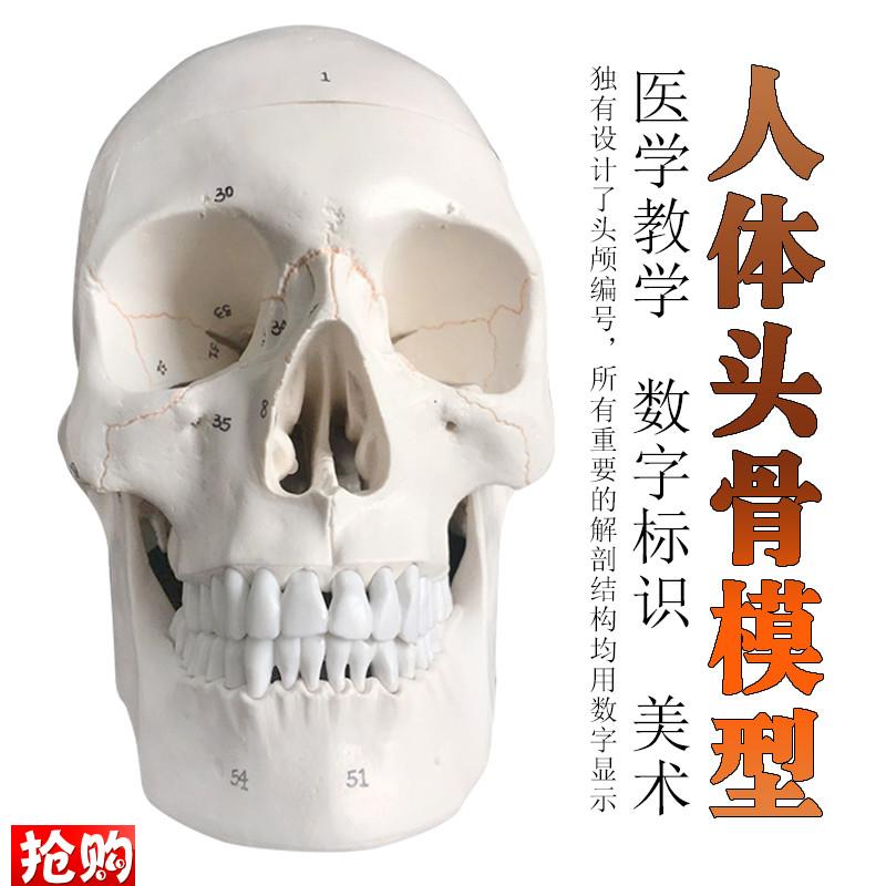 头骨骷髅人体骨骼脊柱模型摆件美术静K物绘画手办玩具骨骼模型