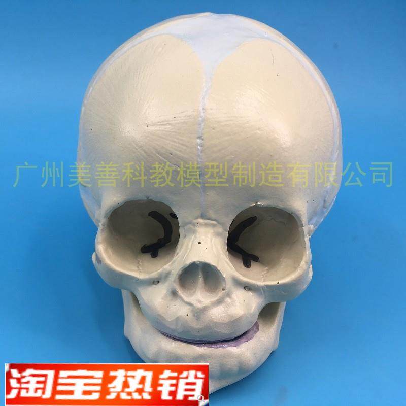 仿真婴儿头颅模型生物学小头颅头骨标G本颅骨幼儿头骨美术素描教