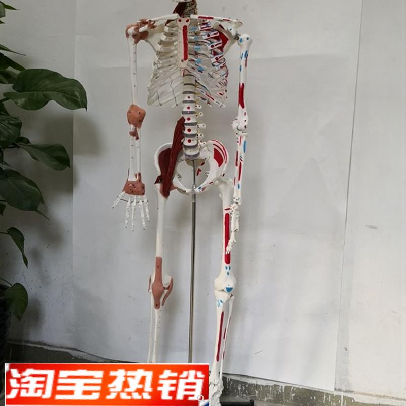 170cm人体骨骼韧带肌肉数字E编码骨架医用教学讲解模型