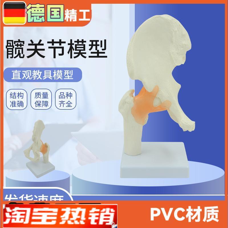 髋关节模型人体h关节骨头解剖带韧带1比1医药礼品医患沟通教具正