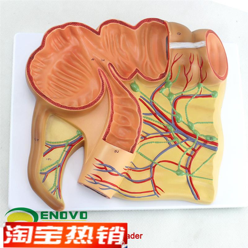 ENOVO正品人体m医学回盲部解剖模型盲肠阑尾升结回肠血管淋巴模型