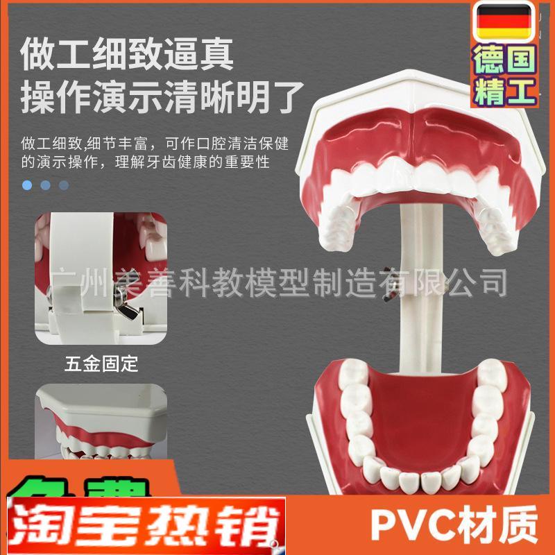 儿童早教刷牙模型两倍大幼w儿口腔教学模型牙齿模型幼儿园教刷牙