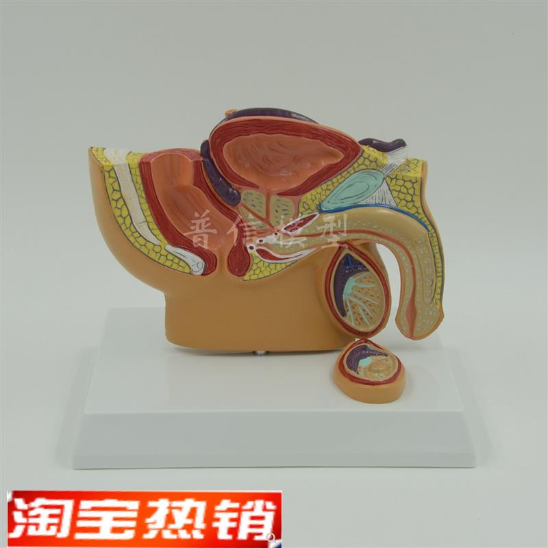 普信男性盆腔模型盆腔睾丸前列腺模型泌尿系统V生殖系统医用