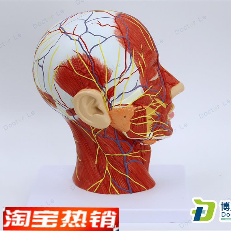 头部矢状切面附血管神经模型医学整I形美容面部神经血管结构