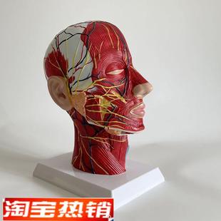 人体面部解剖模型可拆卸微整x形美容医生教具浅层肌肉血管神经口