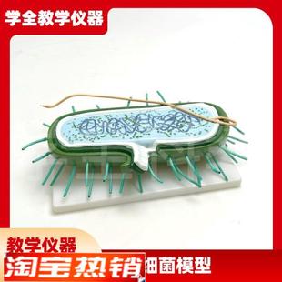 细菌模型高倍放大细胞病毒细菌标D本染色体鞭毛生物教学展示模型