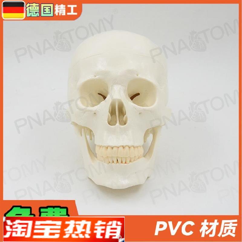 德国】1a1大小白色仿真人体头颅骨骷髅头骨模型可拆卸美术素描