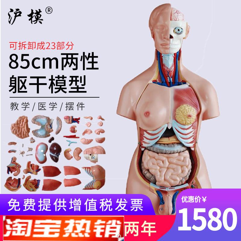 沪模85cm两性躯干模型23部件医学u人体内脏器官构造分布系统脑心