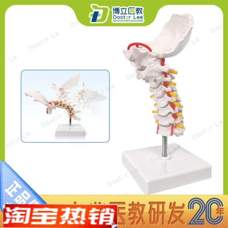 可弯曲颈椎模型颈k椎带颈动脉后枕骨椎间盘与神经模型骨架模型