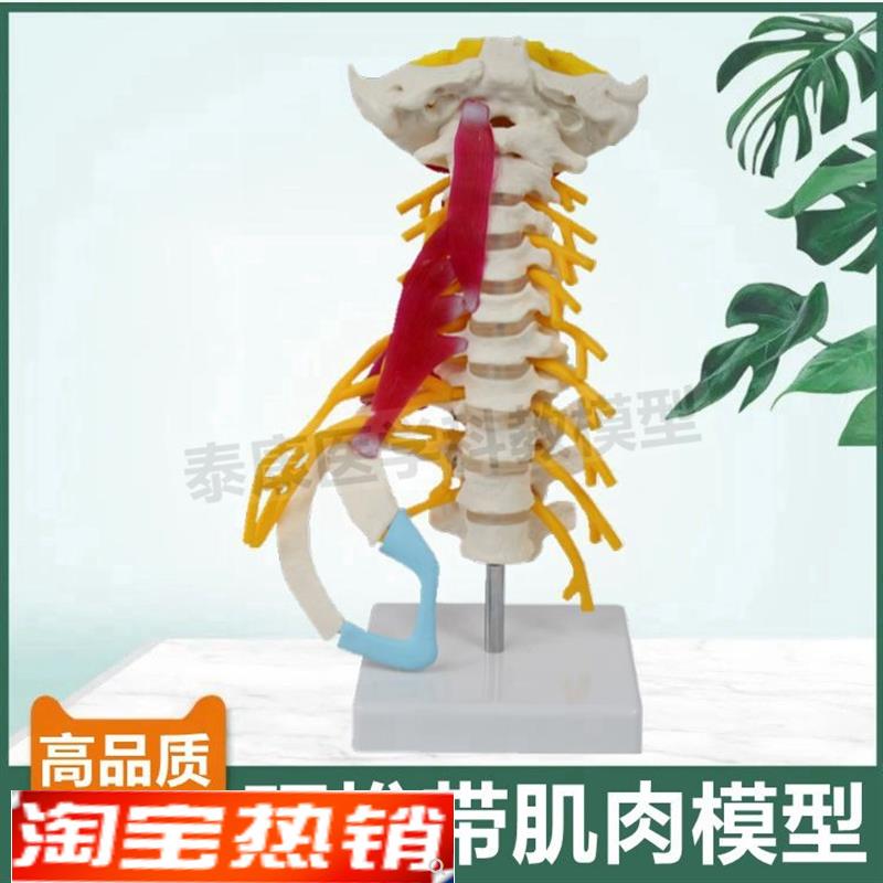 颈椎附肌肉模型人体比例小脑血管神经寰椎枢椎正骨V指压小针刀康