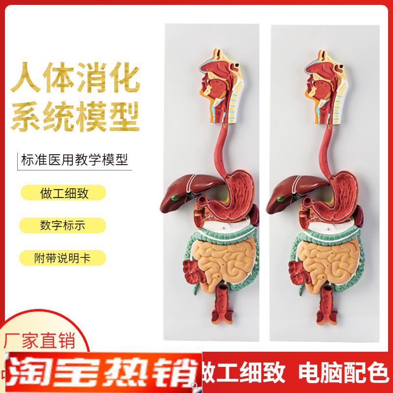 人体消化系统模型消化道胃剖面C鼻咽喉胃解剖模型肛肠科大小肠