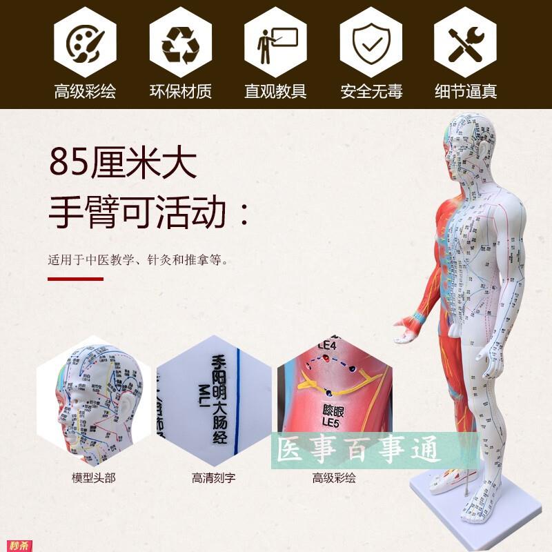 高清85cm针灸穴位经络人体模型模特超清晰中医用家用教学针灸模型