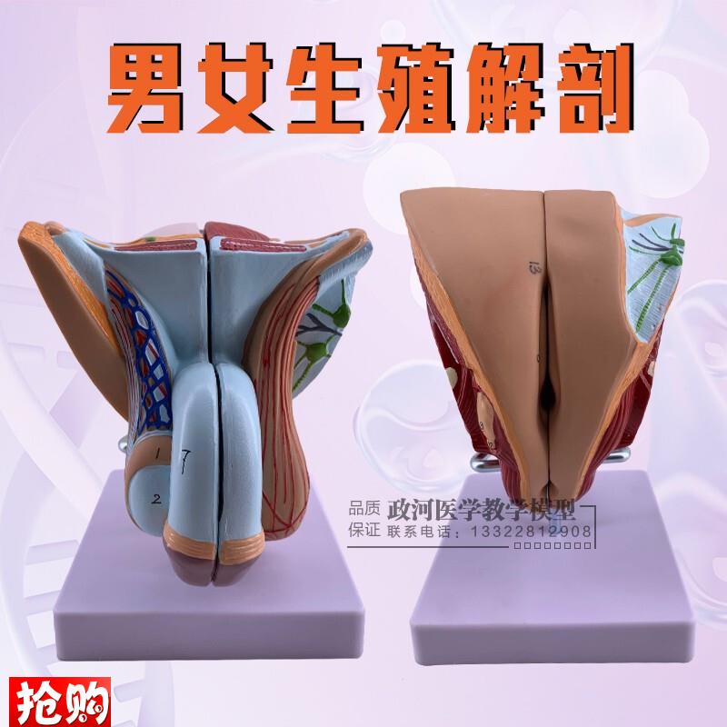 教学仿真男性生殖器泌尿系v统标本内外生殖器睾丸解剖模型医疗教