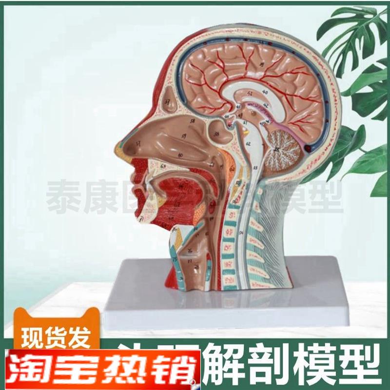 头面部模型整形美容医教肌肉神经C血管颅脑结构口腔鼻腔喉咙气管