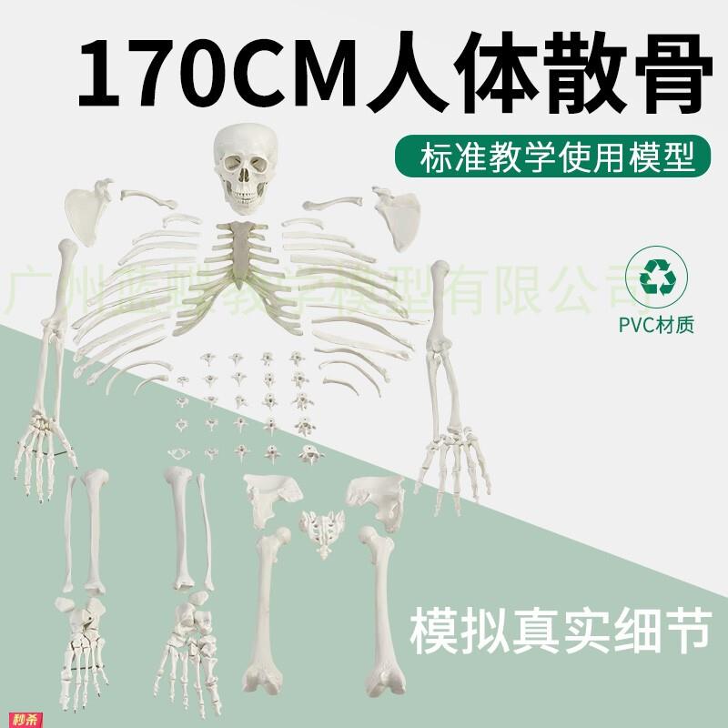 170cm成人散骨医学骨骼模型教学用游离式人体骨架14岁以上科教模