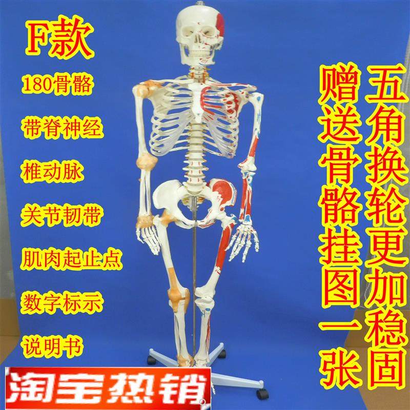180cm全身人体大骨骼模型女性骨骼标本模型N艺术用成人大骨骼模型