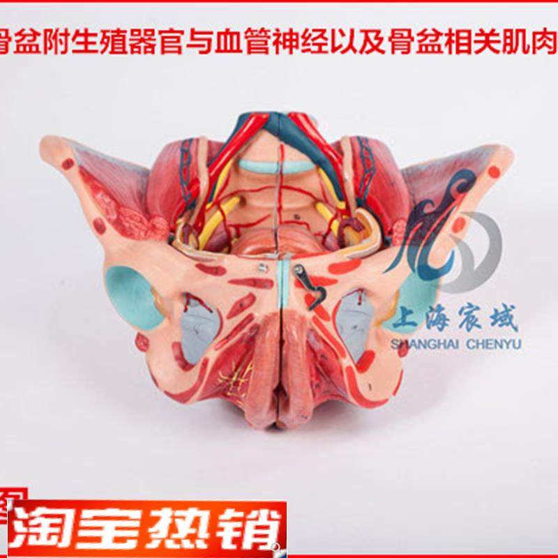 逼真准确女性骨盆附生殖器官与血管神H经以及骨盆相关肌肉附着点
