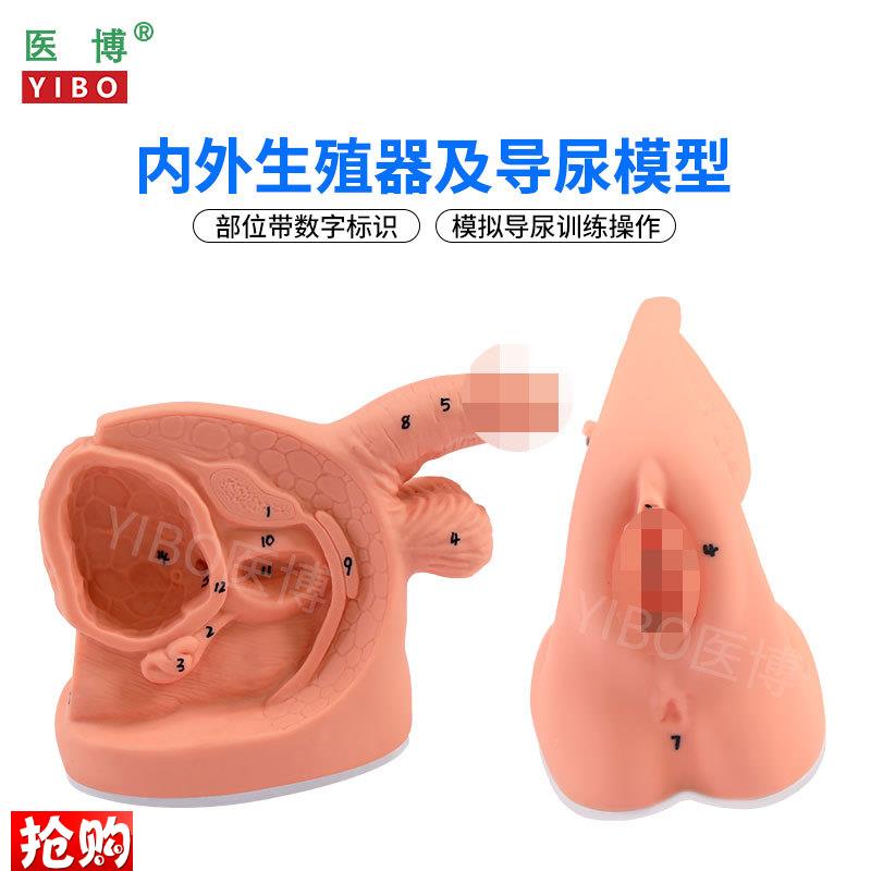 医博BIX-H5D/6D男女性内外生殖及导w尿模型男性生殖器解刨模型女