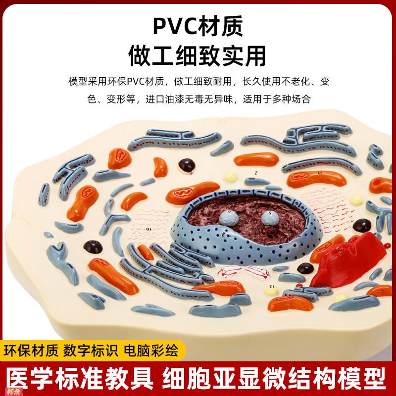 动物细胞亚显微结构放大3d模型标本成品初中高中生物学习演示教具
