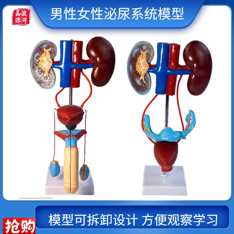 男性女性泌尿生殖系统模型膀胱输尿管肾脏解剖模具结构Y造立体教