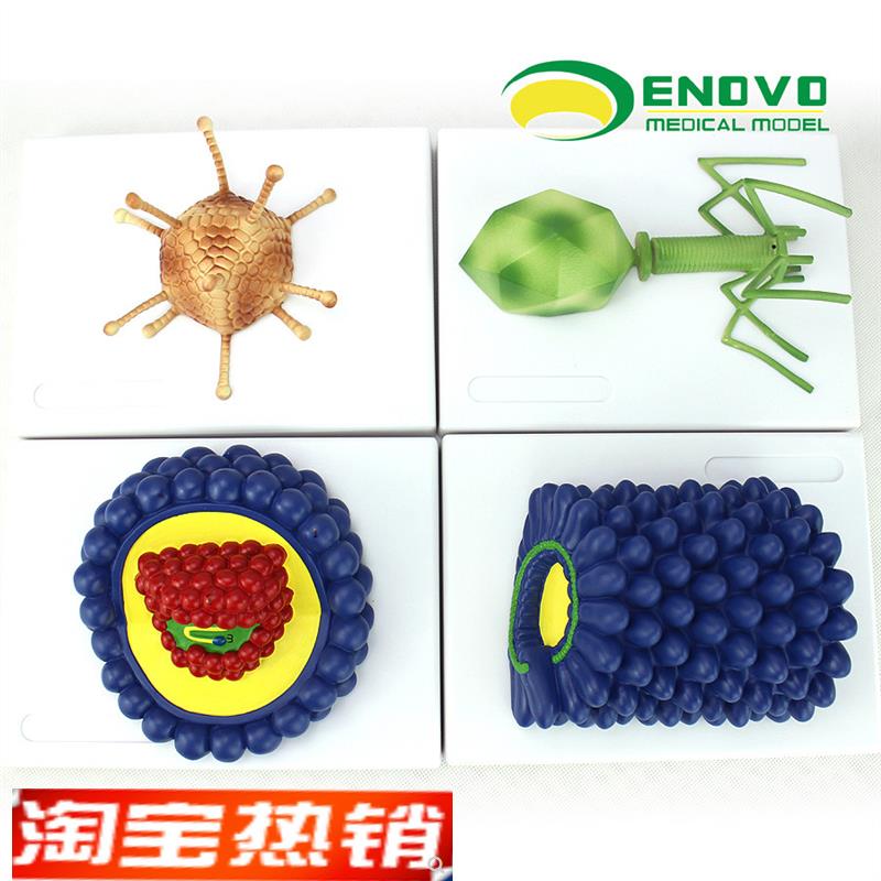 ENOVO正品微生物学病毒模型杆状病毒腺病毒噬菌体病X毒艾滋病毒学